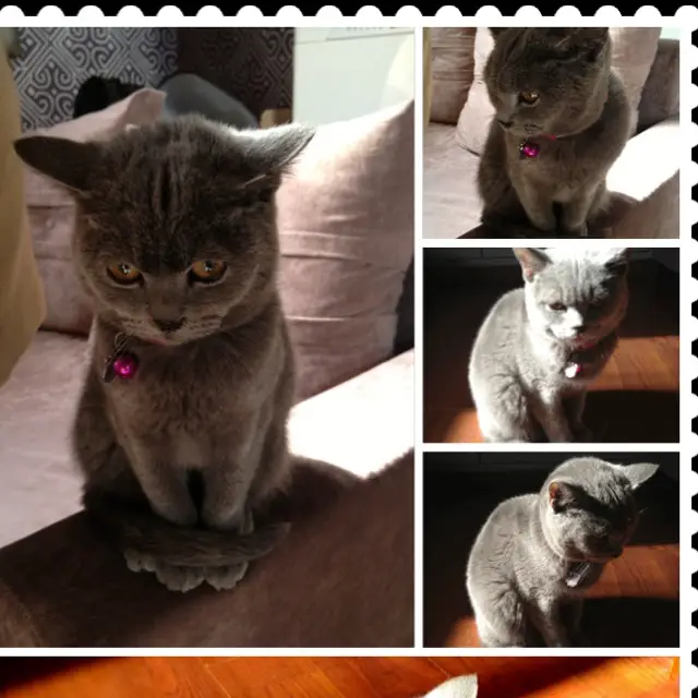 Hudu Home Pet Café