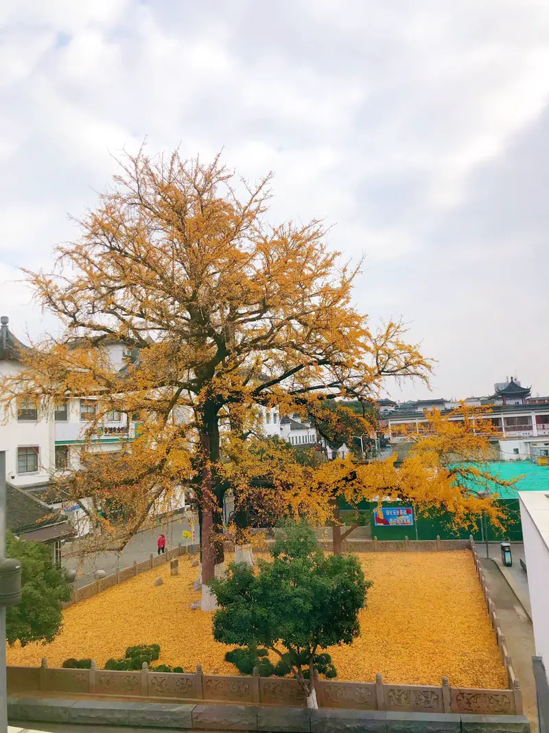 Ginkgo Tree Square