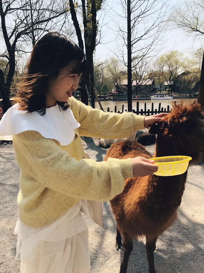 Shanghai Wild Animal Park - Alpaca Area