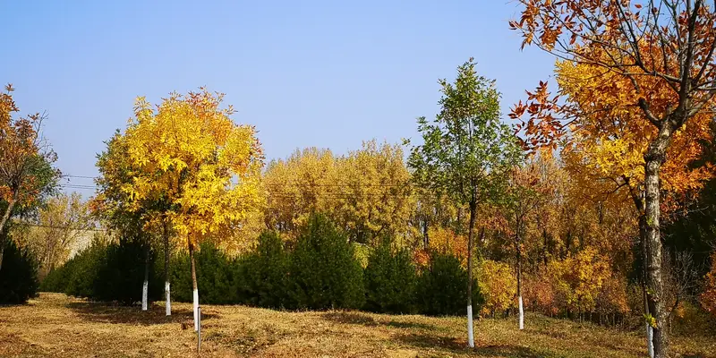 Yuanlai Manor