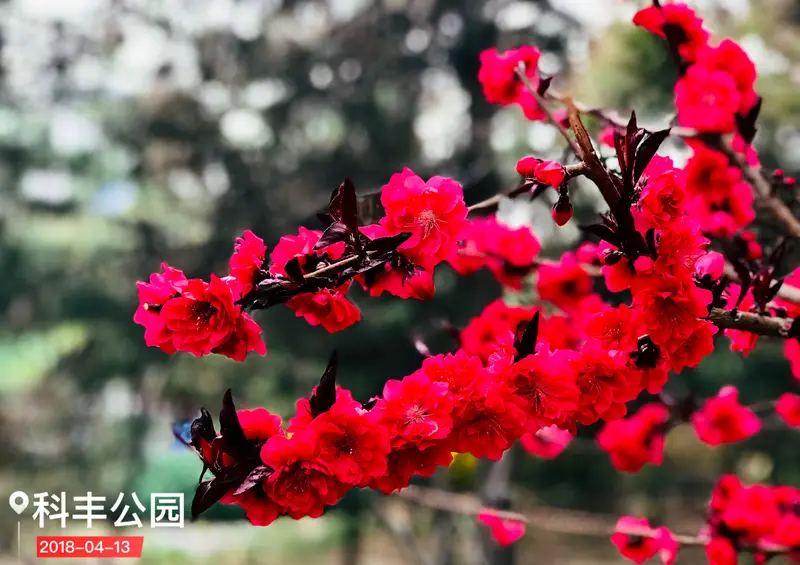 Kefeng Park