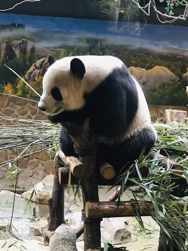 Sub-Adult Giant Panda Villa Area B