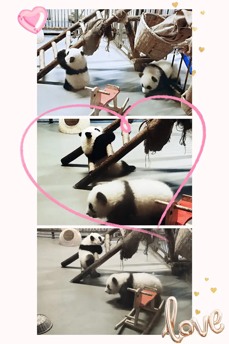 Chengdu Research Base Of Giant Panda Breeding, Giant Panda Kindergarten