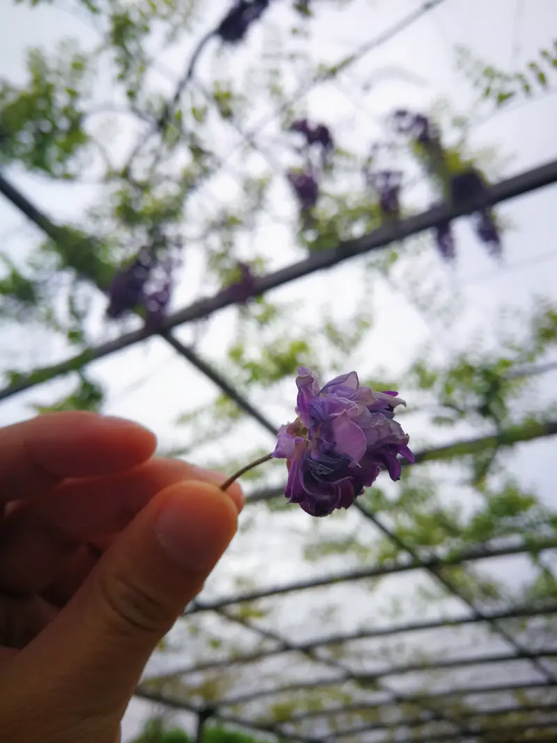 Fragrant Park
