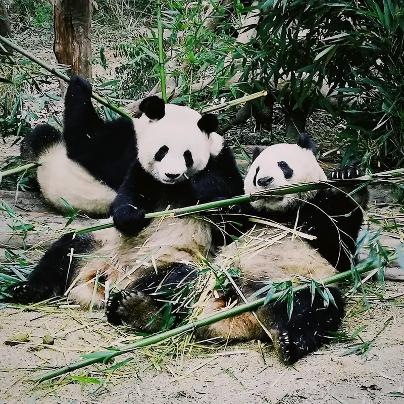 Adult Giant Panda Villa - Area A