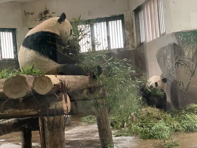 Giant Panda Pavilion