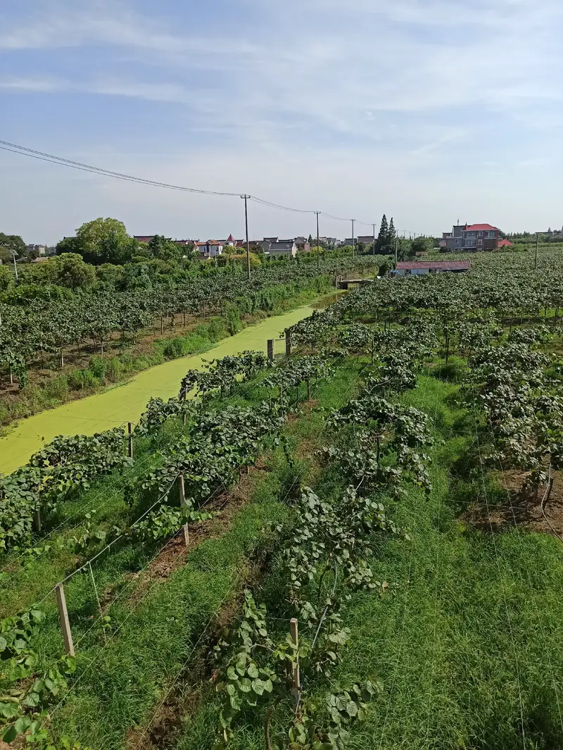Chong Kiwifruit Orchard