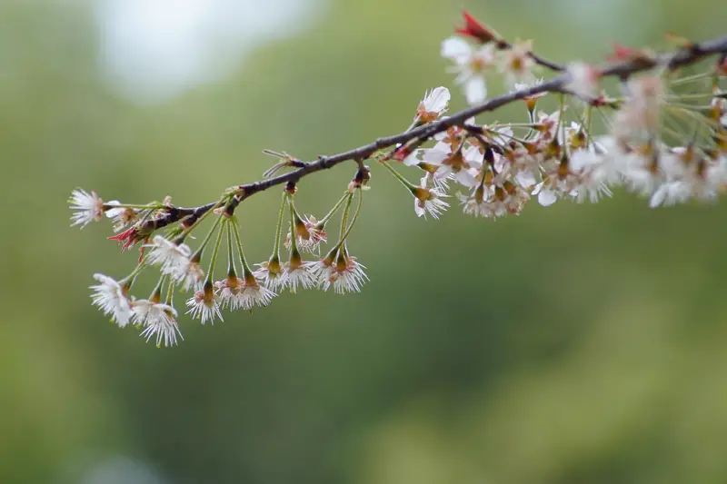 Qichang Park