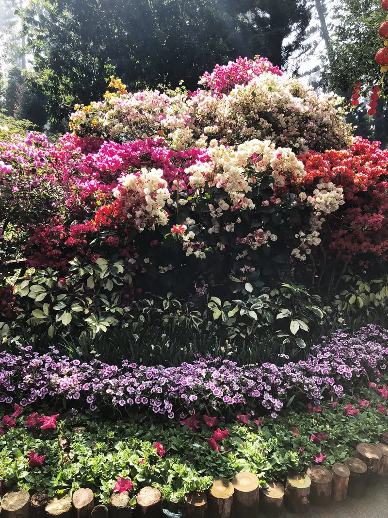 Rose Garden