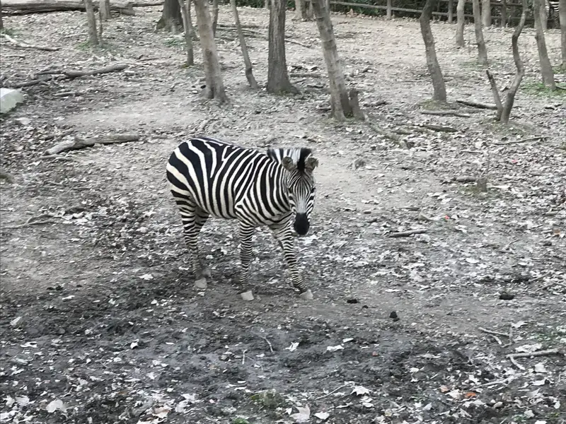 Shanghai Zoo-Flamingo Garden