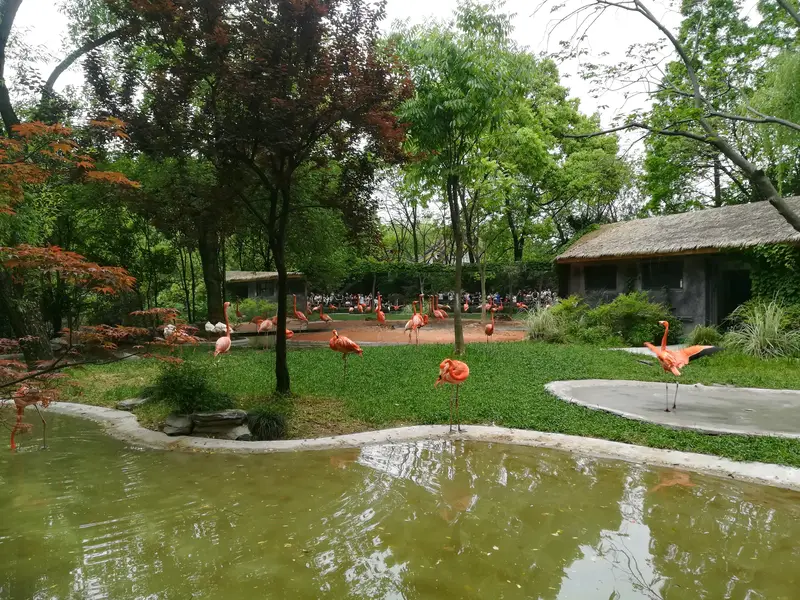 Shanghai Zoo - Flamingo Ecological Area