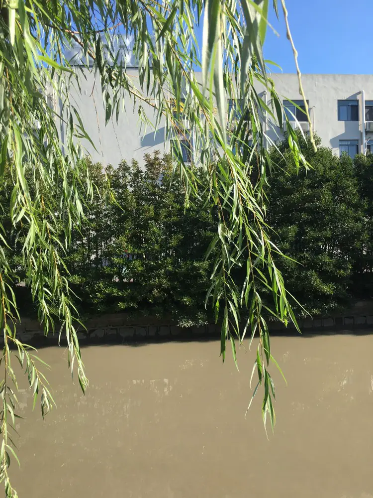 Miaogang Cultural Park