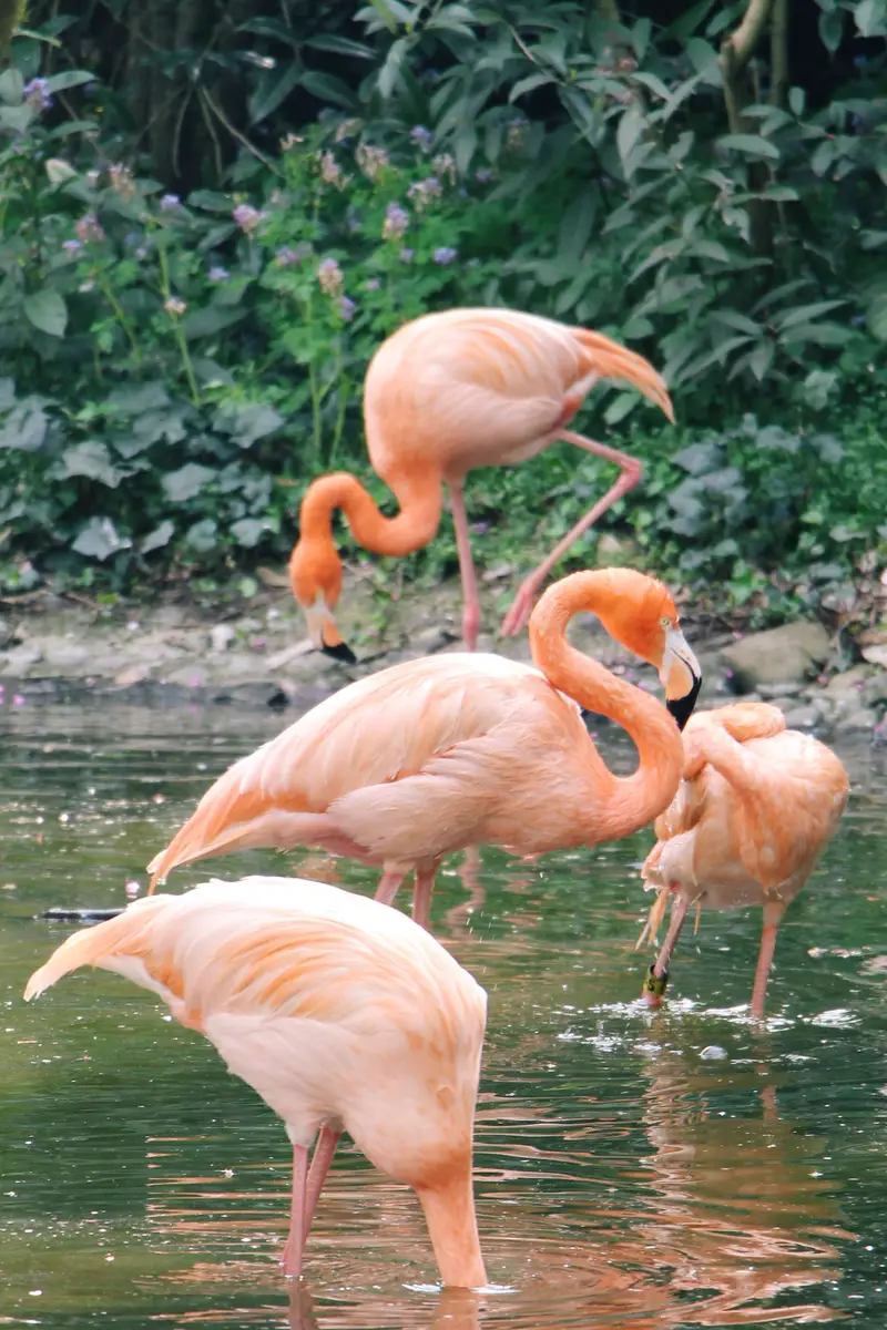 Hangzhou Zoo
