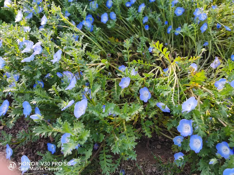 Chen Shan Plant Arboretum-Rose Garden