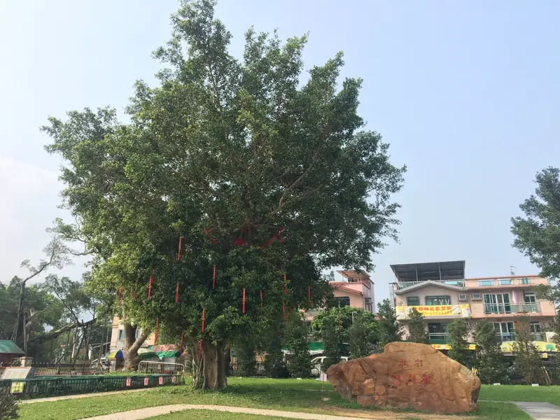 Lam Tsuen Wishing Tree