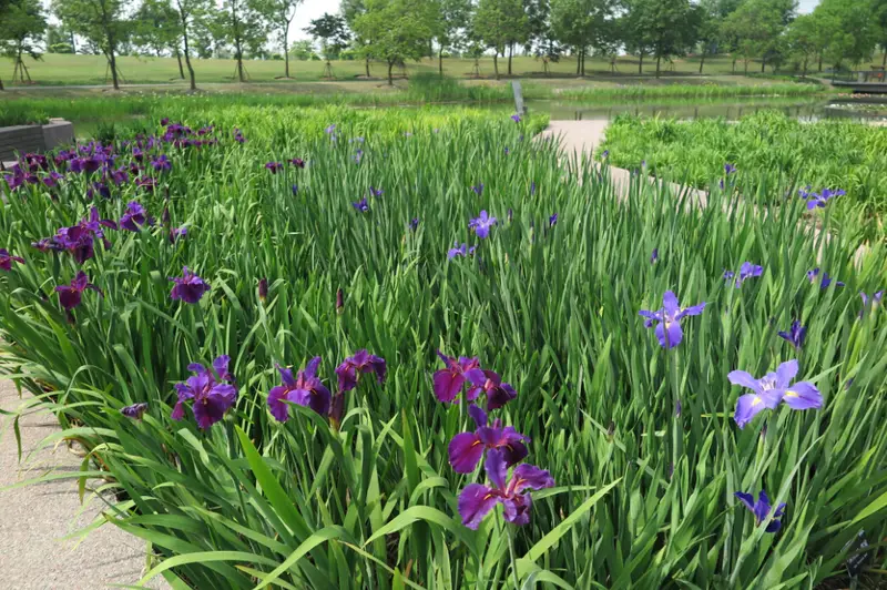 Iris Garden