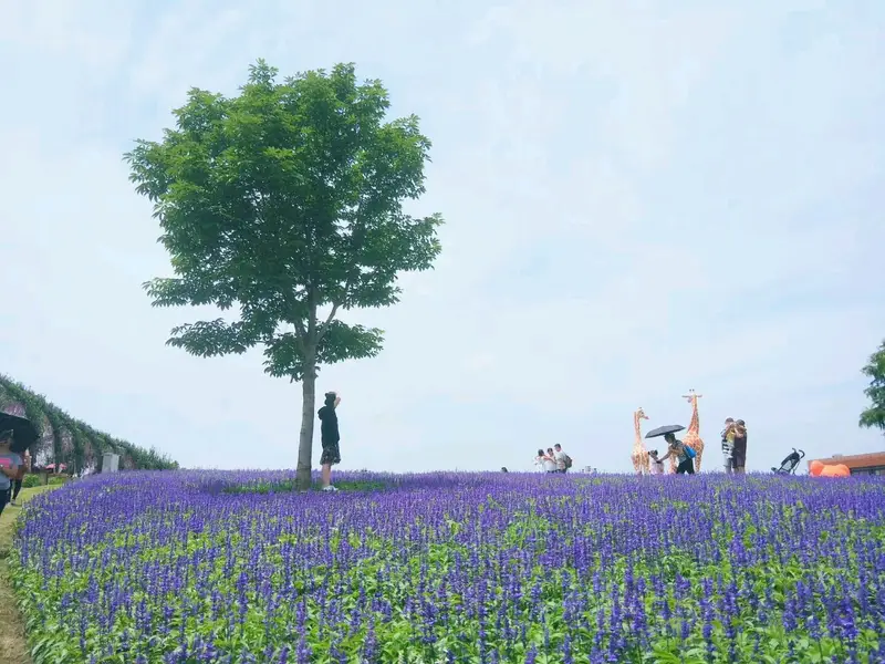 Chongming Lavender Theme Park