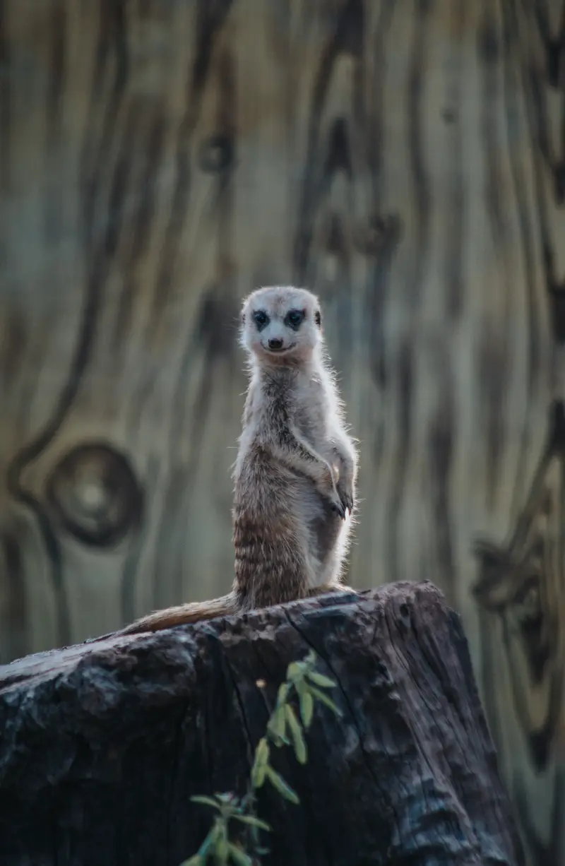 GuangZhou Zoo