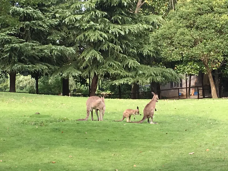Shanghai Wild Animal Park Kangaroo Area