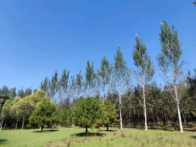 Qinglong Lake Waterfront Wetland Park