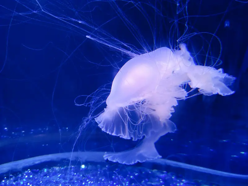 Fantasy Aquarium