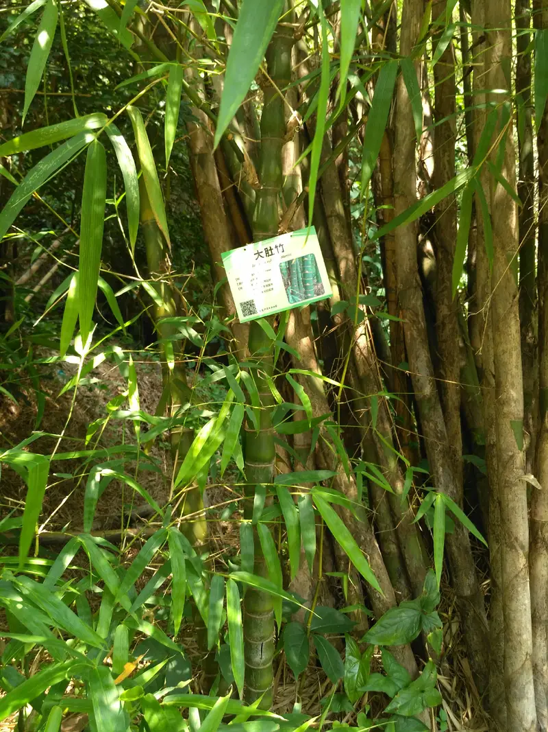 Bamboo Plant Area