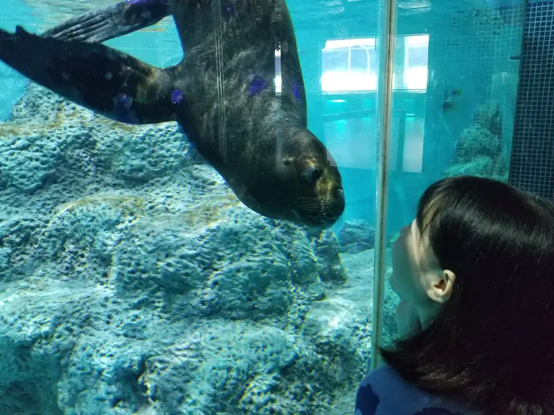 Shenzhen Xiaomeisha Ocean World Aquarium