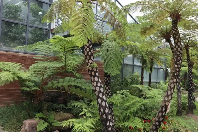 Wonder Plant Area