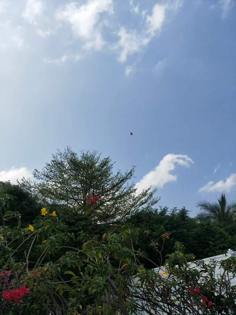 Yantian Central Park