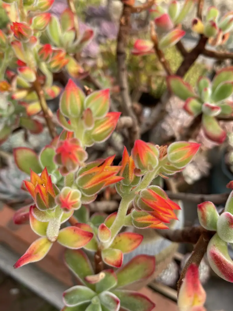 Chongming Doudou Succulent Plant Greenhouse