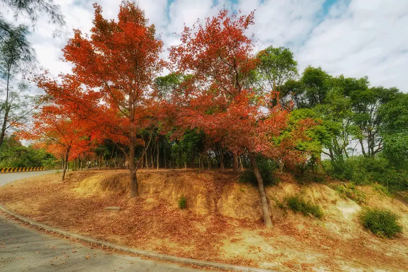Tai Tong Maple Forest