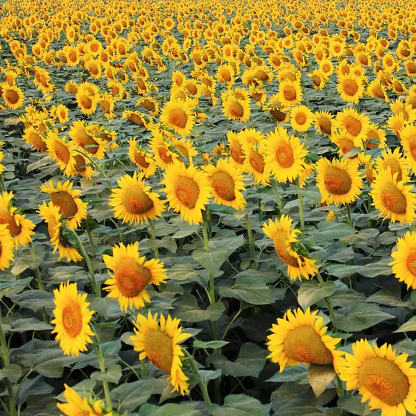 Doudian Sunflower Theme Park