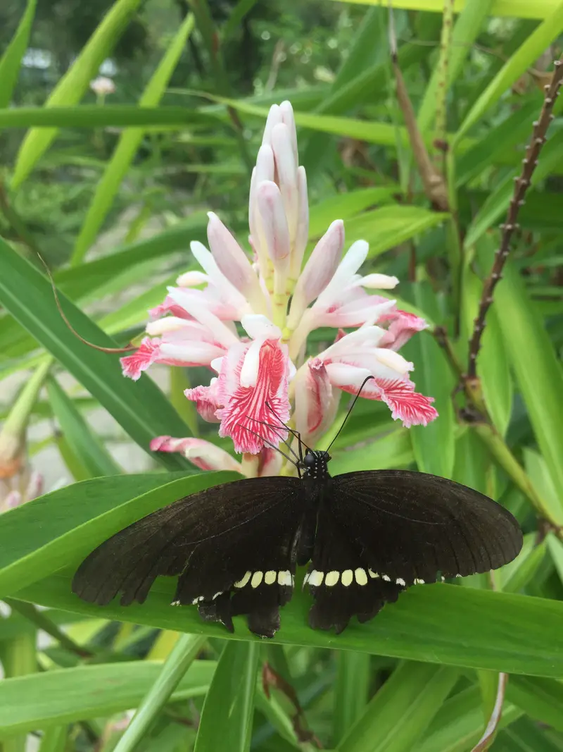 Medicinal Plant Area, Xianhu Botanical Garden, Shenzhen