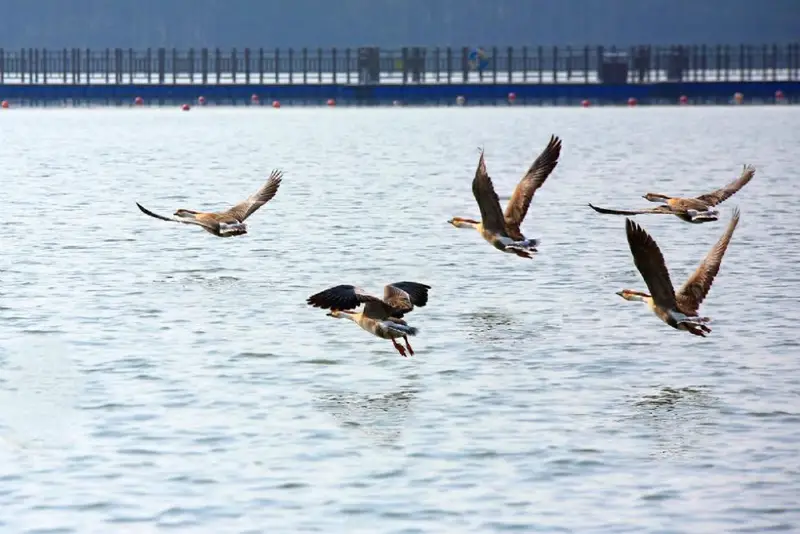 Great Goose Flying