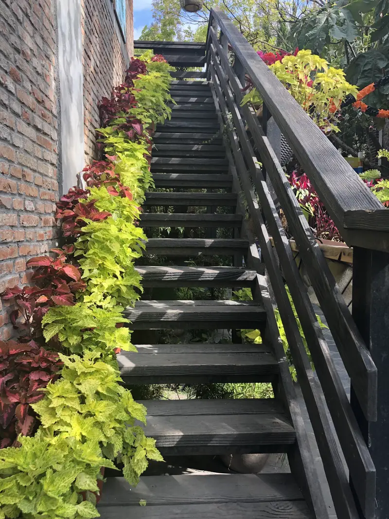 Dream Garden