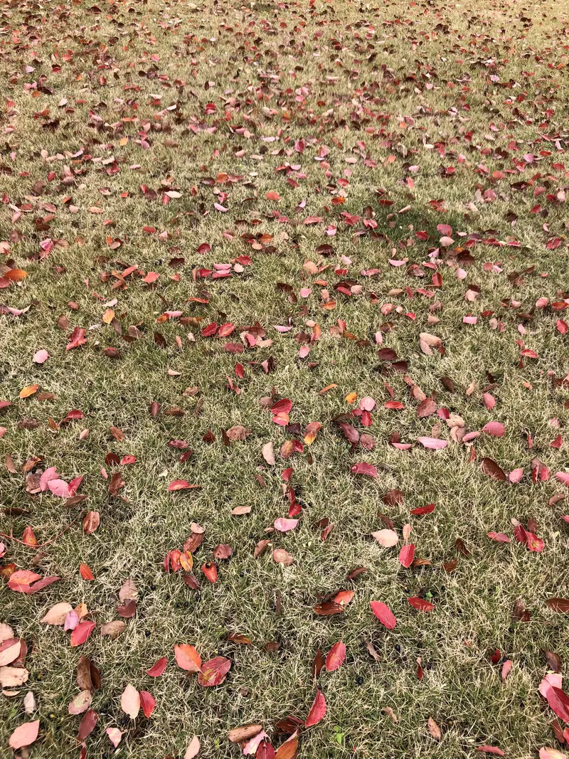 Ginkgo Square