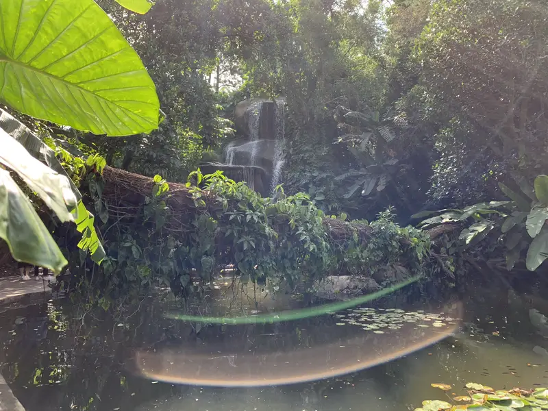 Medicinal Plant Area