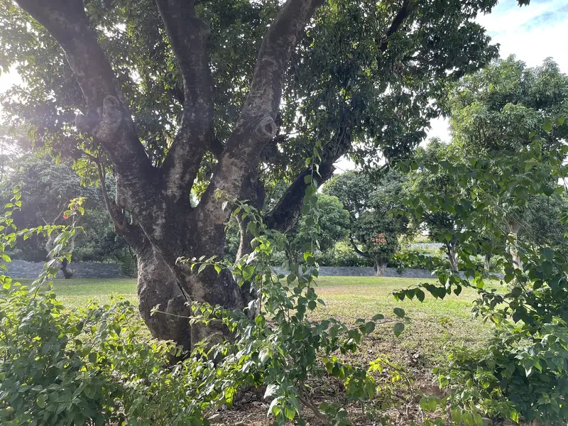 Pingdi Park
