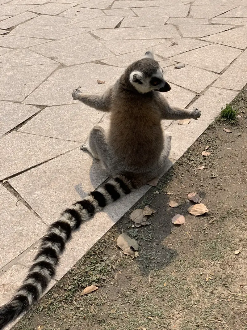 Lemur Island
