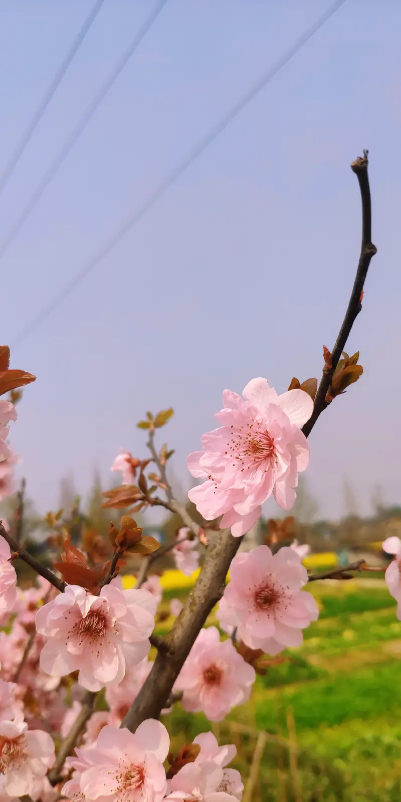 Green Ecological Garden Park