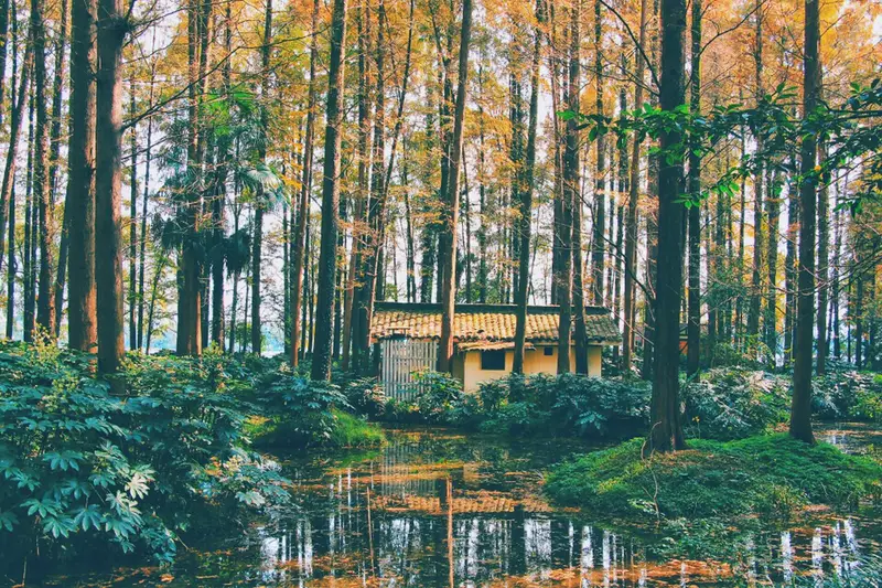 Tiger Spring Dream