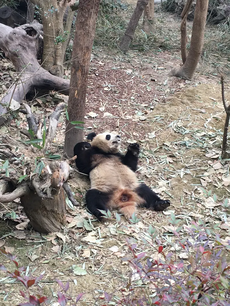 Chengdu Research Base Of Giant Panda Breeding - No.1 Giant Panda Villa