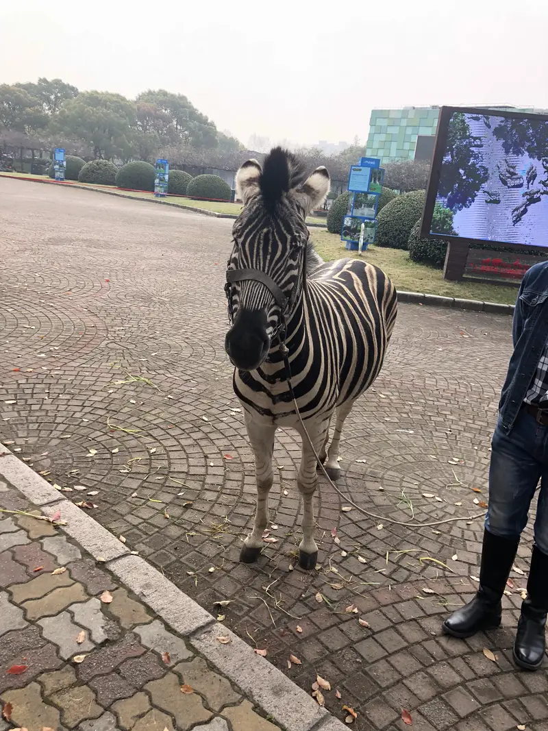 Shanghai Wild Animal Park Pet Monkey Garden