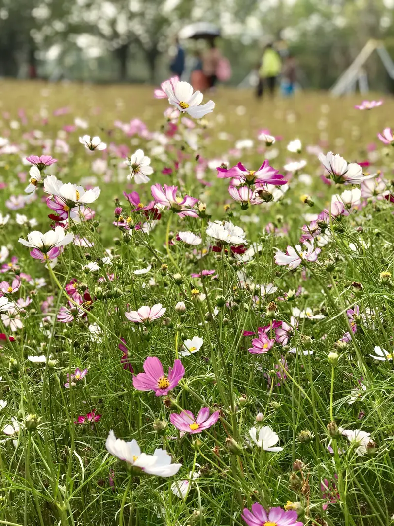 Shenzhen Bay Park, Liuhua Hill