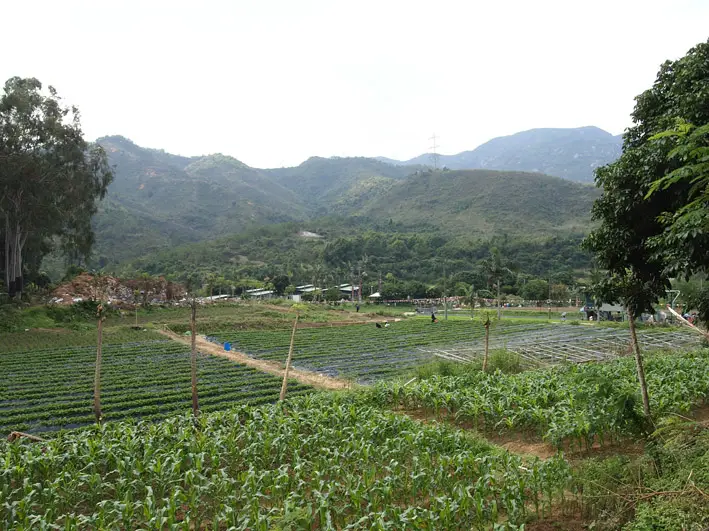 Tai Tong Lychee Garden