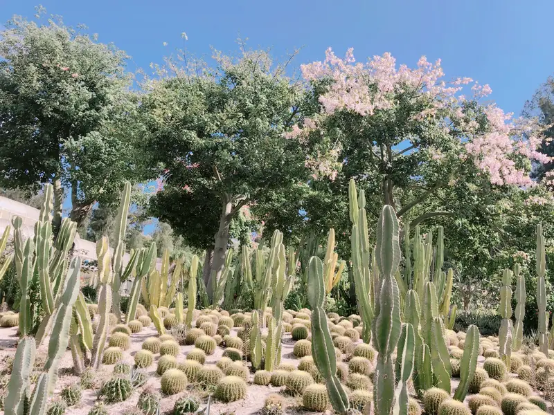 Xiamen Botanical Garden - Succulent Plant Area