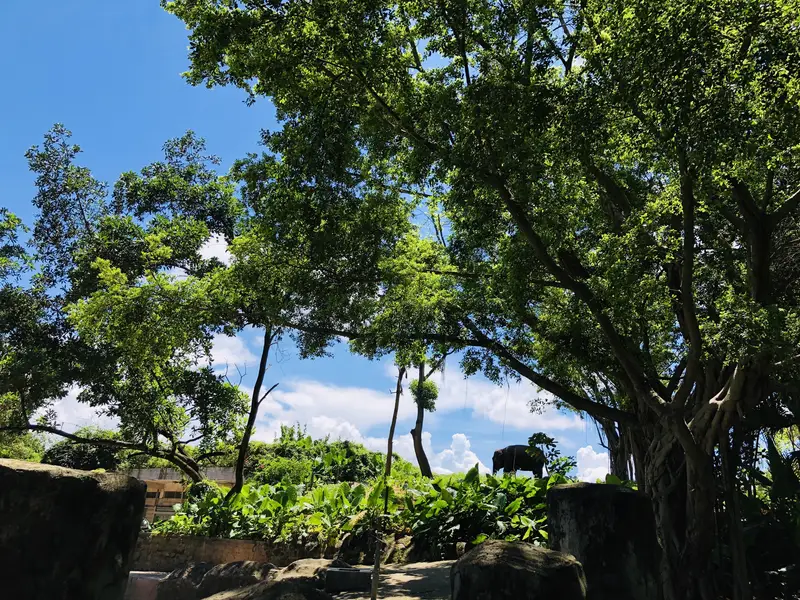 Shenzhen Safari Park - Zebra Area