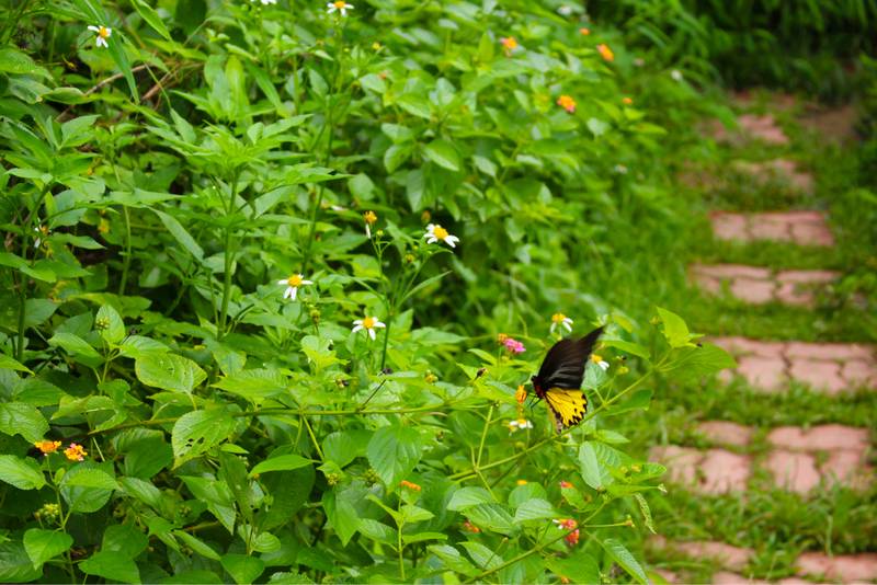 Fengyuan Butterfly Conservation Area