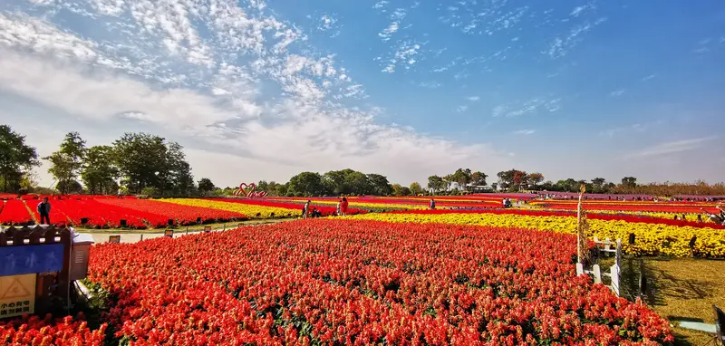 Zhou Pu Flower Sea Ecological Garden