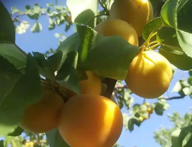 Louzi Shui Ecological Picking Garden